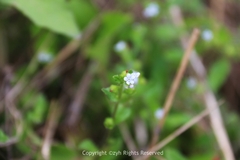 Bothriospermum zeylanicum