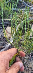 Struthiola parviflora