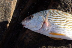 Sciaenidae