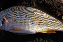 Sciaenidae