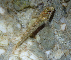 Bellapiscis lesleyae