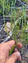 Struthiola parviflora