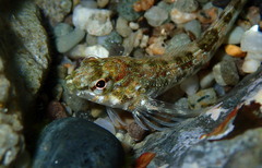 Bellapiscis lesleyae