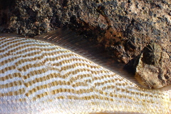 Sciaenidae