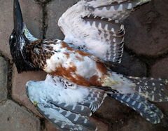 Megaceryle maxima maxima