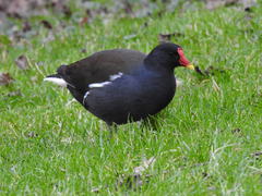 Gallinula chloropus
