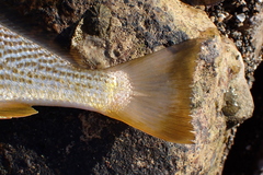 Sciaenidae