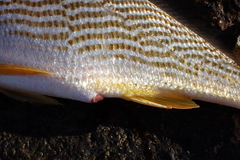 Sciaenidae