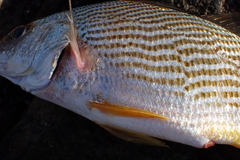 Sciaenidae