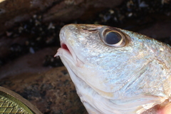 Sciaenidae