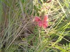 Indigofera oxytropis