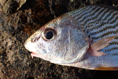 Sciaenidae