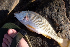 Sciaenidae