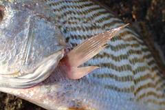 Sciaenidae