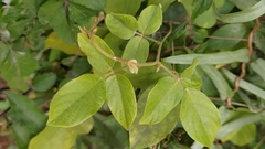 Centrosema pubescens