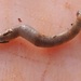 Glass Worm - Photo (c) Mike Hedde, some rights reserved (CC BY-NC), uploaded by Mike Hedde