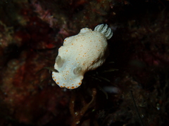 Goniobranchus epicurius