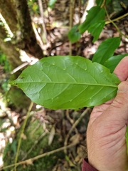 Pennantia cunninghamii