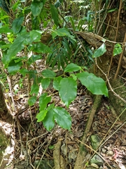 Pennantia cunninghamii