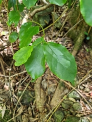 Pennantia cunninghamii