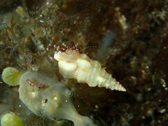 Plesiotrochus monachus