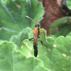 Ctenochares bicolorus