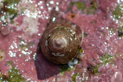 Jujubinus exasperatus