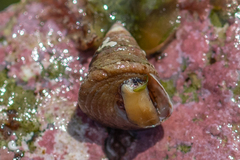 Jujubinus exasperatus