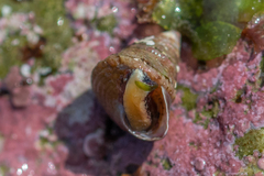 Jujubinus exasperatus