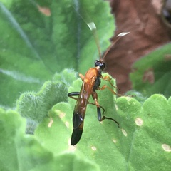 Ctenochares bicolorus