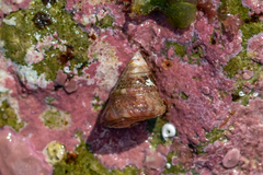 Jujubinus exasperatus