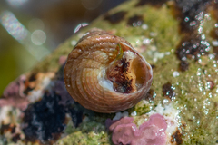 Jujubinus exasperatus