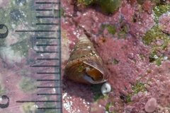 Jujubinus exasperatus