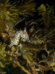 Hippocampus breviceps