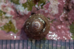 Jujubinus exasperatus