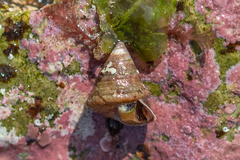 Jujubinus exasperatus