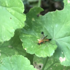 Ctenochares bicolorus