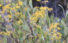 Bupleurum fruticosum