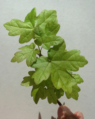 Acer campestre