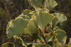 Hakea baxteri