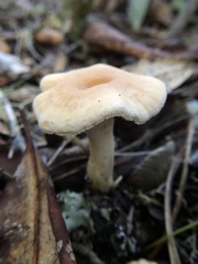Hydnum oregonense