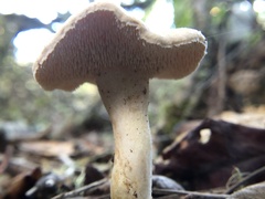Hydnum oregonense