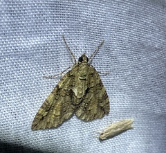 Polyclysta hypogrammata