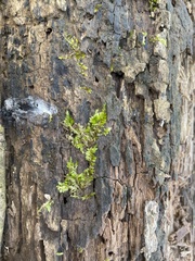 Brachythecium rivulare