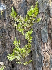 Brachythecium rivulare