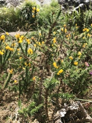Ulex