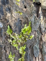 Brachythecium rivulare