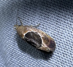 Hoplomorpha abalienella