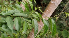 Celtis tetrandra