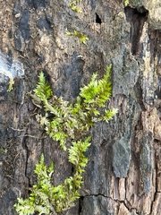 Brachythecium rivulare